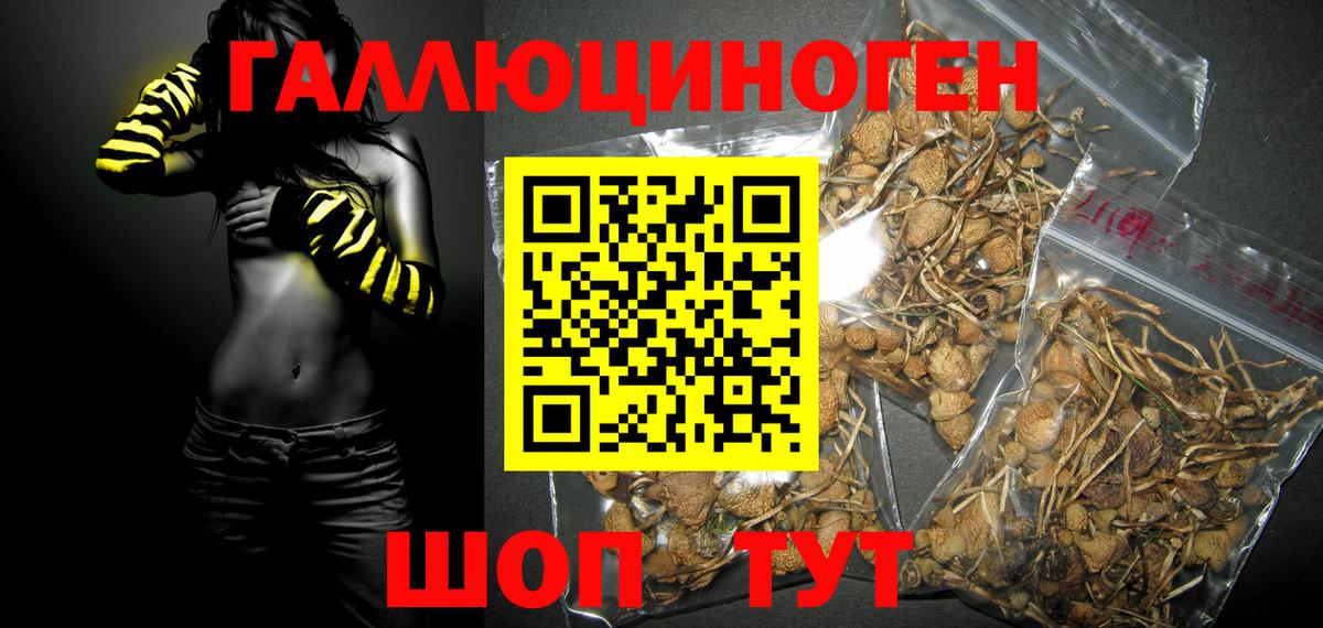 Тавда  Псилоцибиновые грибы Cubensis  Вход с VPN 